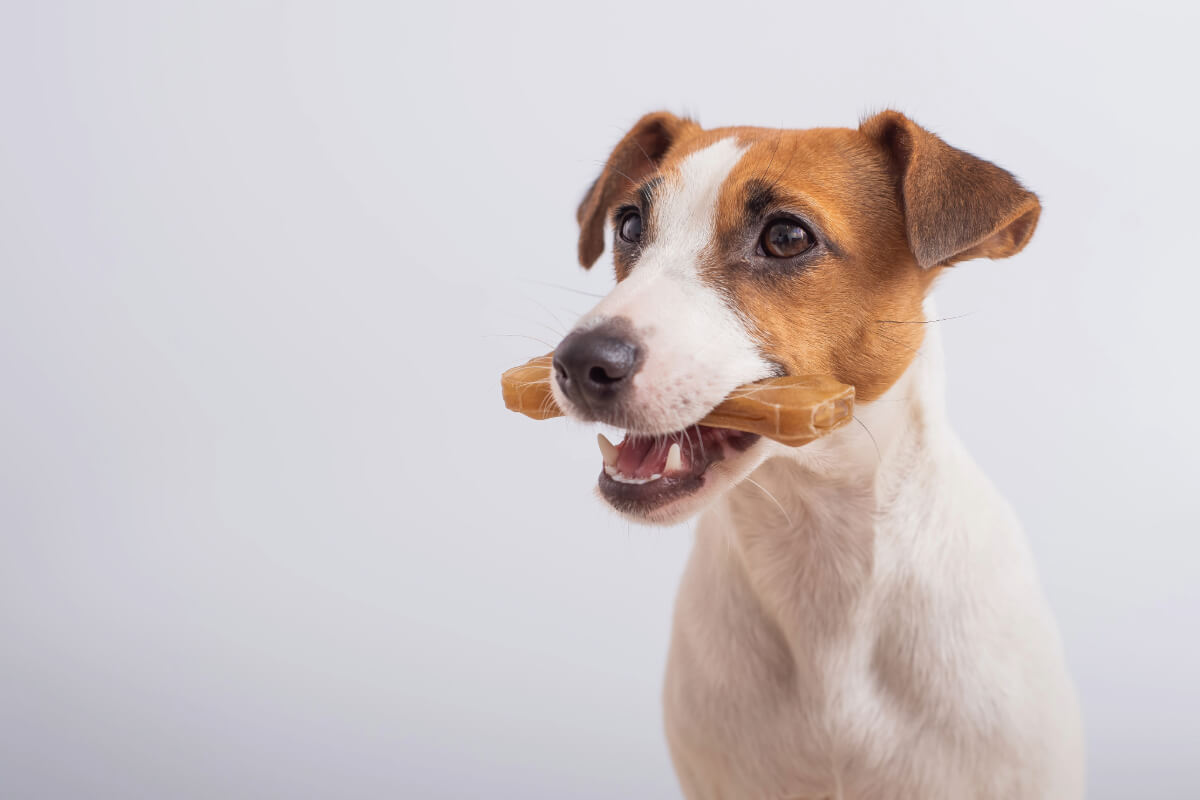 éduquer un chien