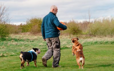 Pension chien Manche : 5 adresses notées 5/5 !