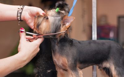 Toilettage chien Cherbourg : 5 adresses à essayer