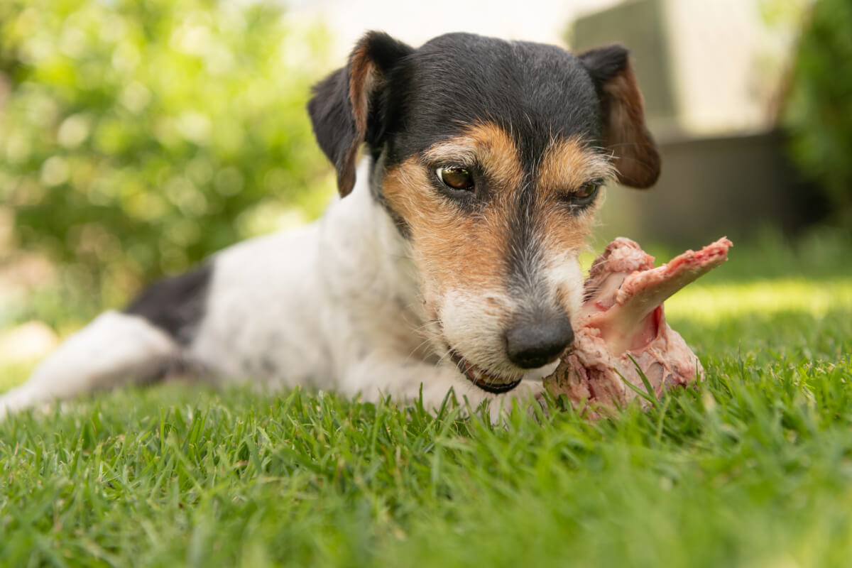 alimentation chien naturelle