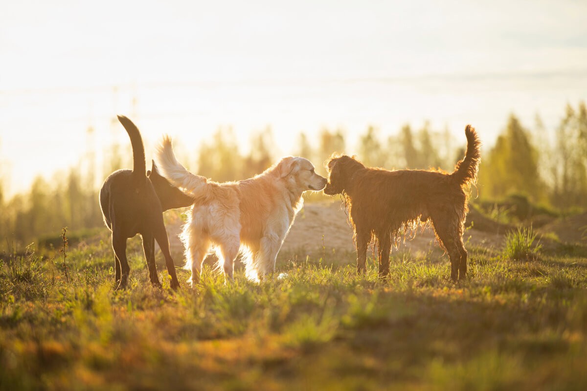 Cours socialisation chien