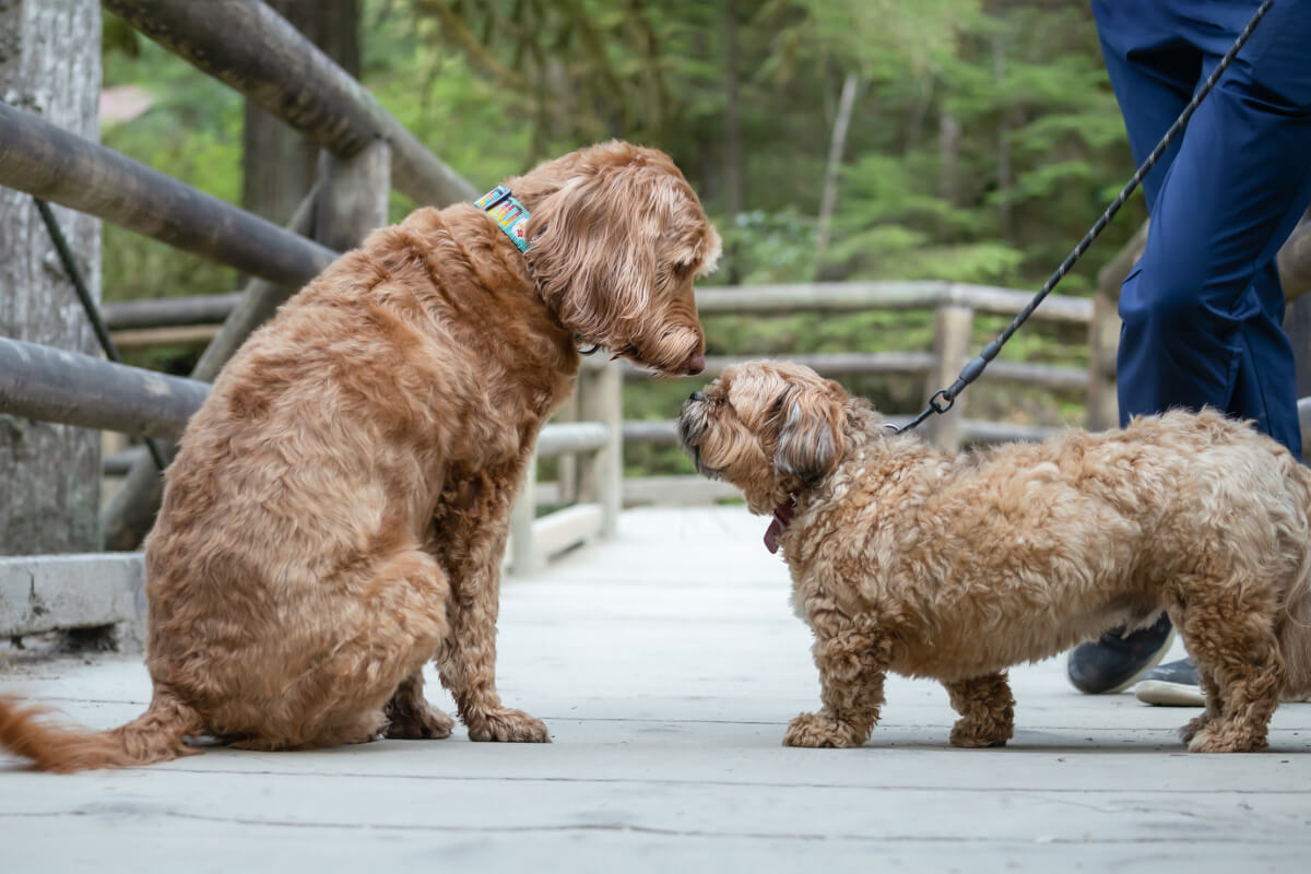 socialiser un chien peureux