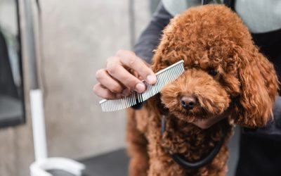 Toiletteur chien Voiron : les 3 meilleures adresses