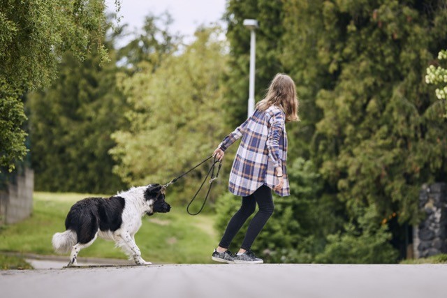 comment punir un chien ?