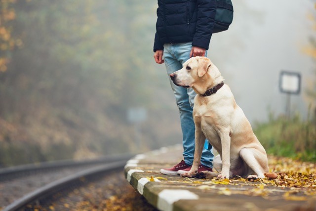 Chien transport en commun