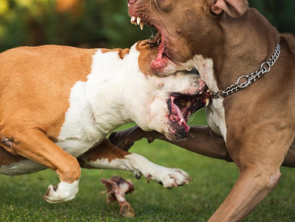 mes chiens ne s'entendent plus