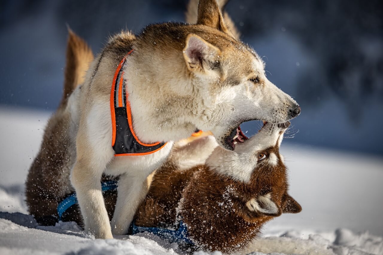 mes deux chiens mâles se battent que faire