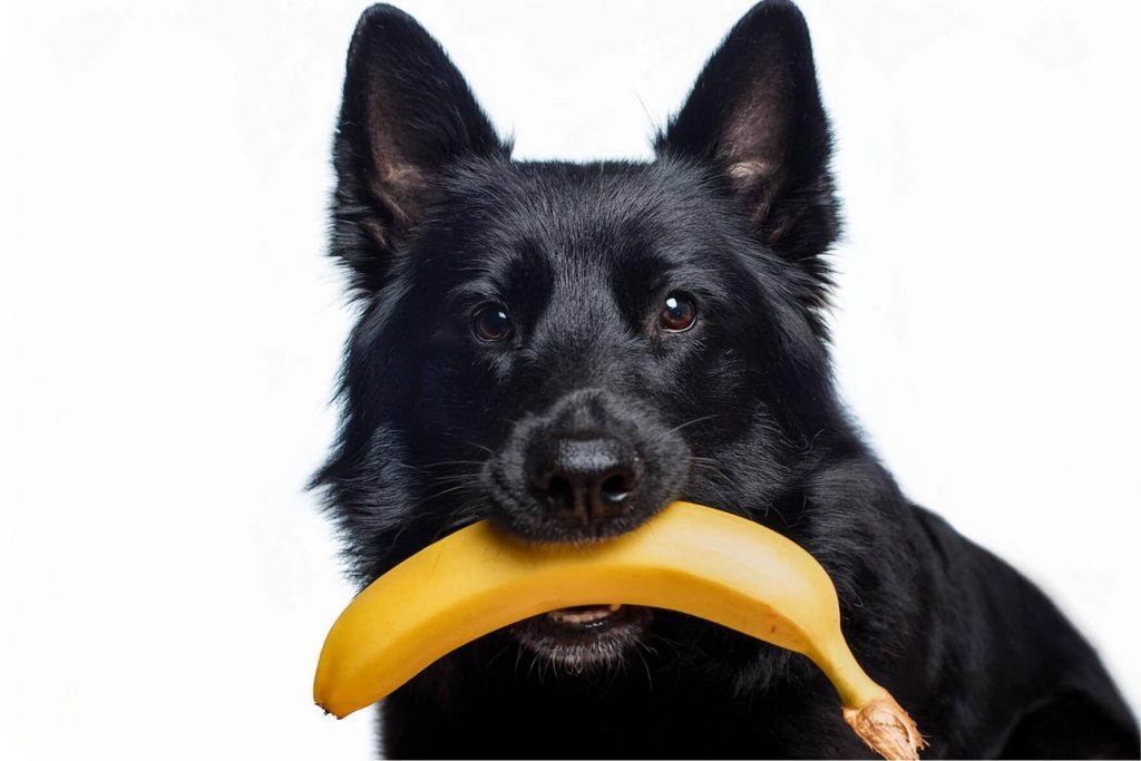 Chien et banane