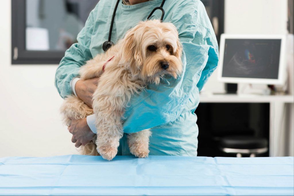 maladie pancréatite chien