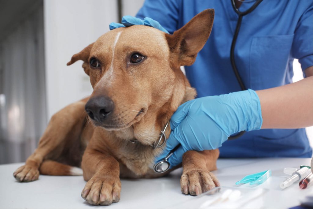 symptome pancrétite chien