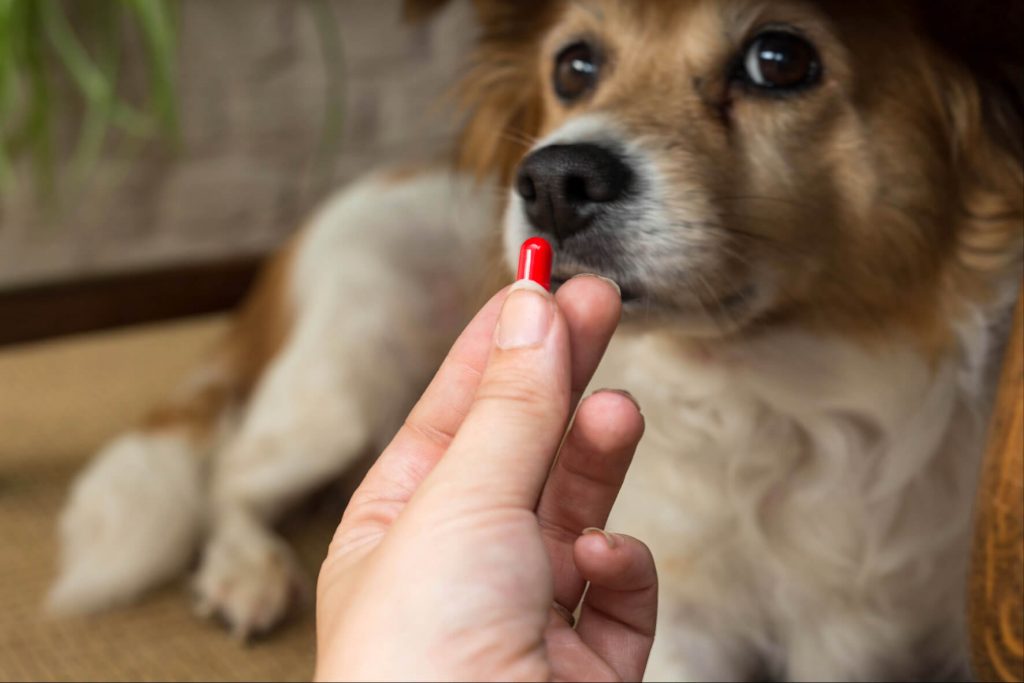 traitement pancréatite chien