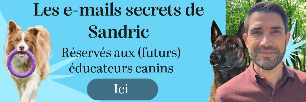éducateur canin