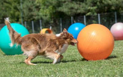 Treibball : 5 Bonnes Raisons d’Essayer avec Ton Chien
