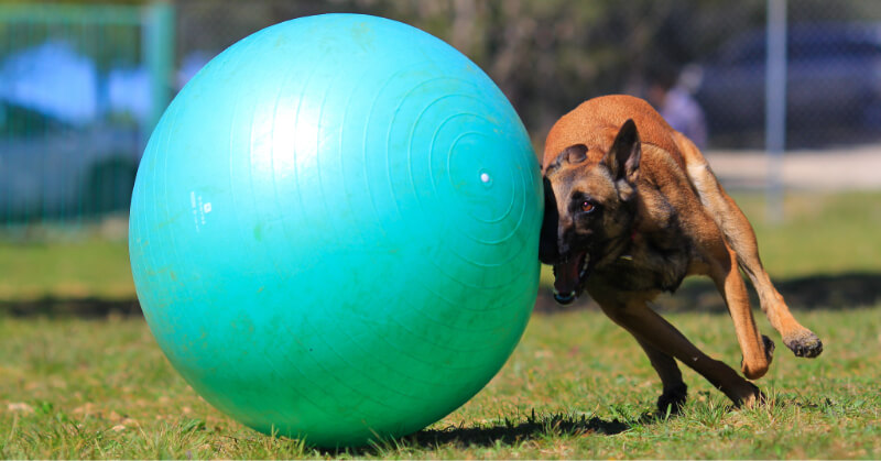Treiball Chien