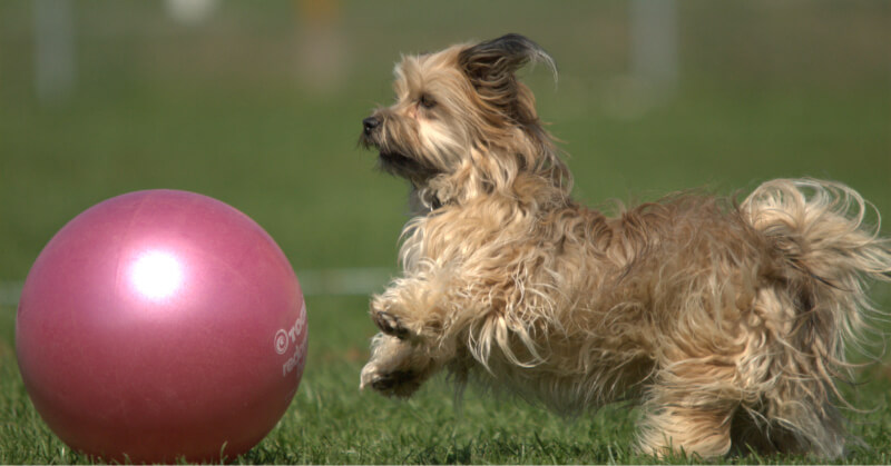 Treibball pour chien