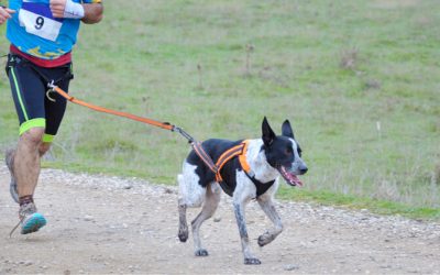 Canicross : 5 Bonnes Raisons d’Essayer ce Sport avec Ton Chien (+ Guide Débutant) 🏃‍♂️🐶