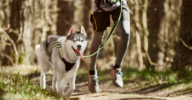 canicross chien