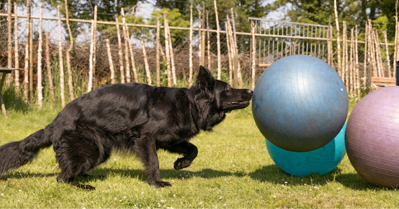 Faire du Treibball