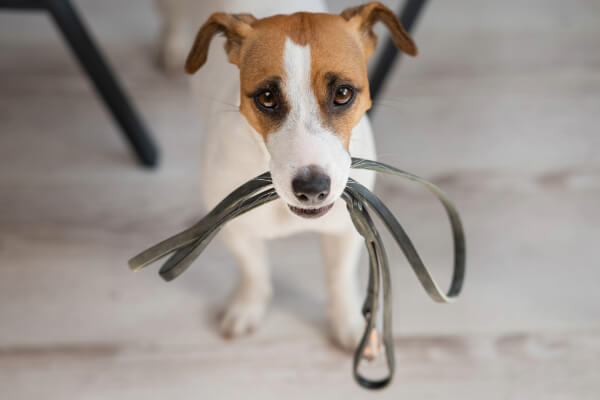 Chien combien de sortie par jour ?