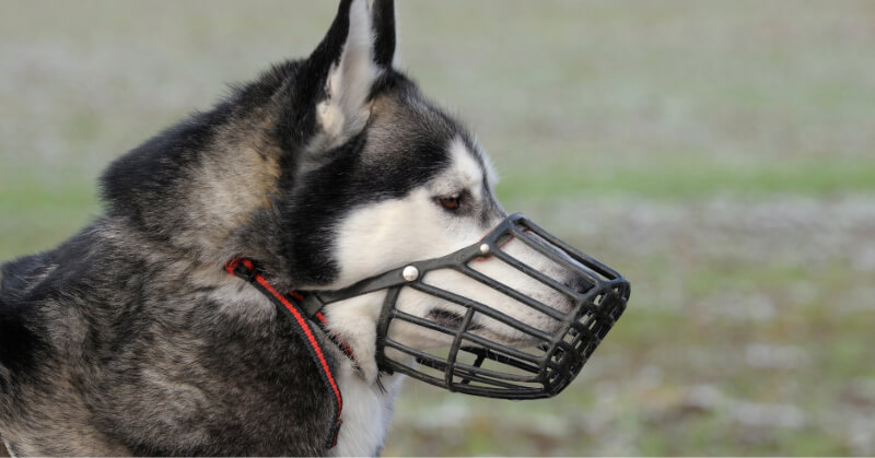 chien muselière loi