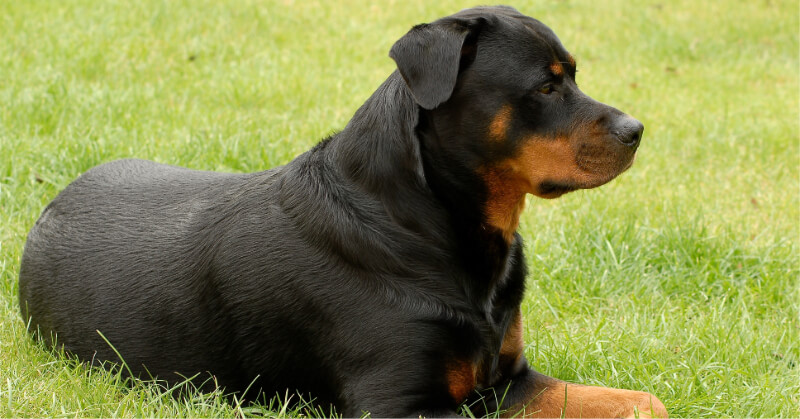 laisse et muselière chien de catégorie