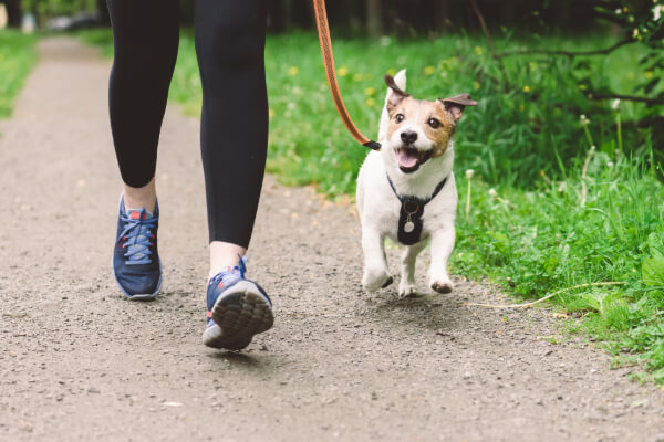 Marcher avec son chien