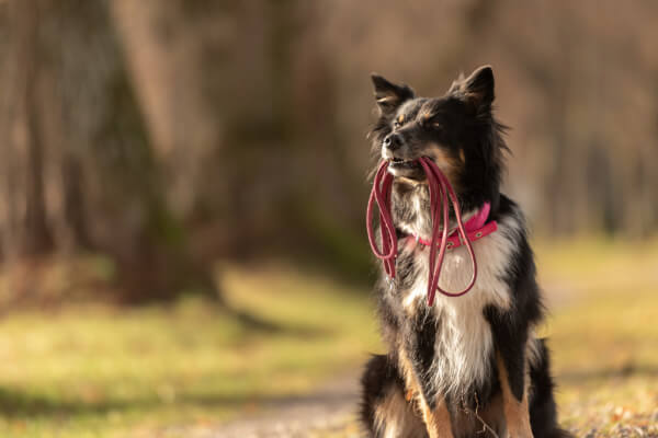 Sortir son chien tous les jours