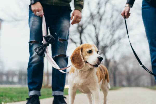 Sortir son chien une seule fois par jour