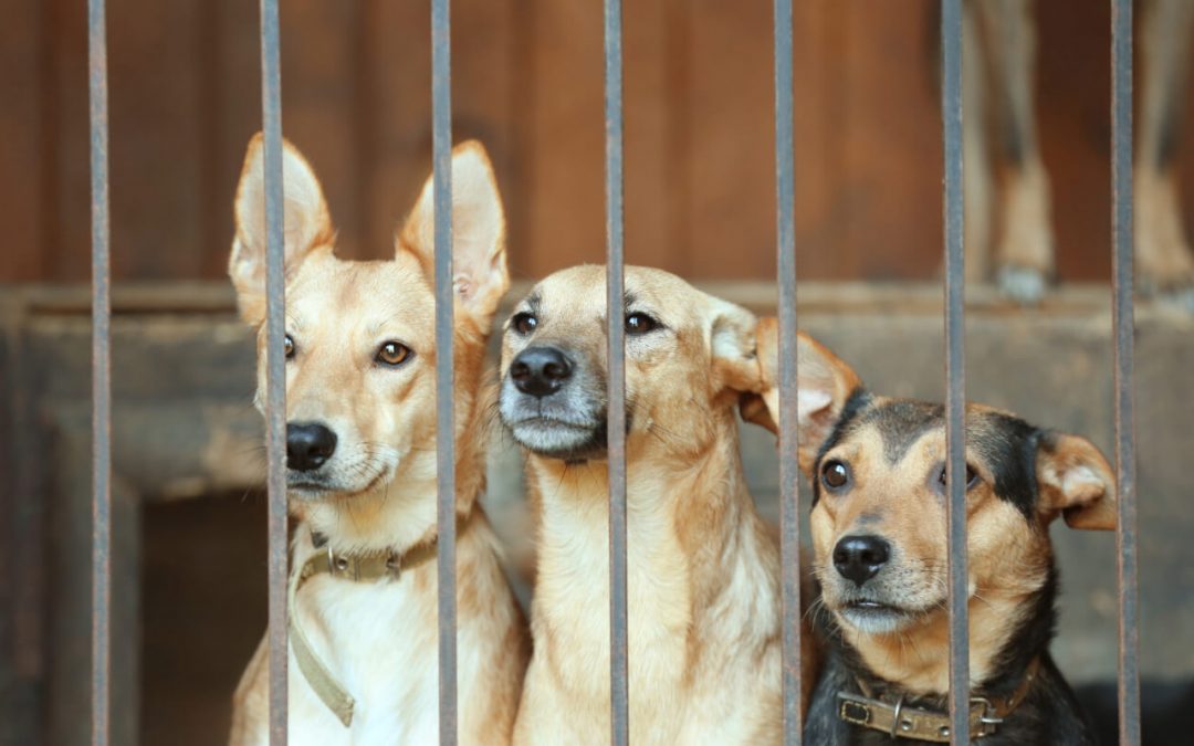 🐾 Chien à adopter Angers : 4 adresses incontournables pour faire une bonne action