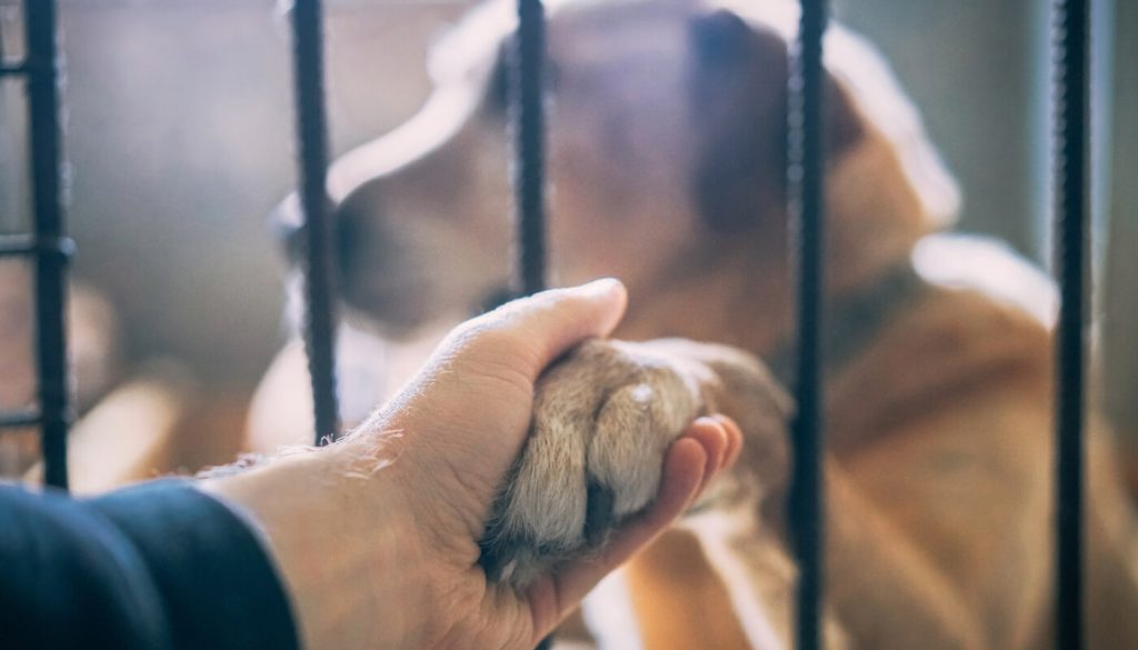 Chien adopter Angers