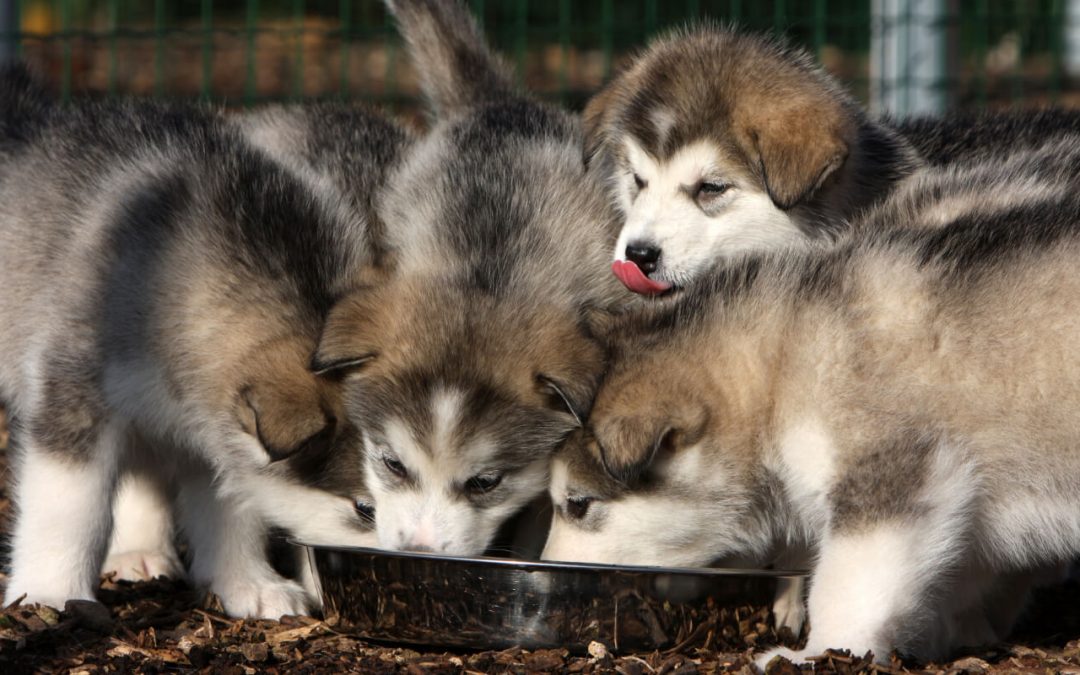 🐶 Élevage chien Grenoble : 7 élevages passionnés qui se consacrent à une seule race
