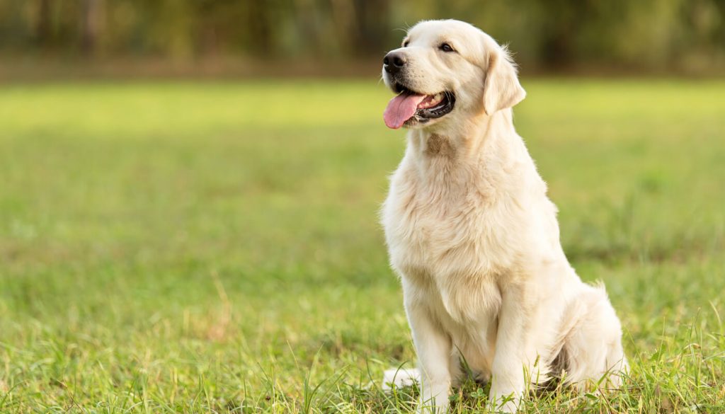 élevage chien grenoble golden retriever