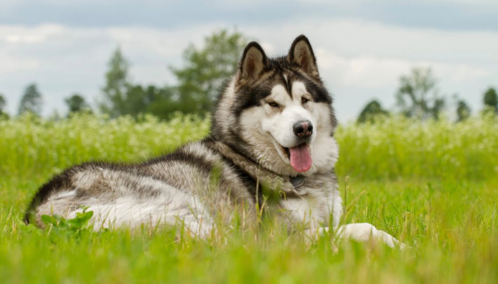 élevage chien grenoble Malamute