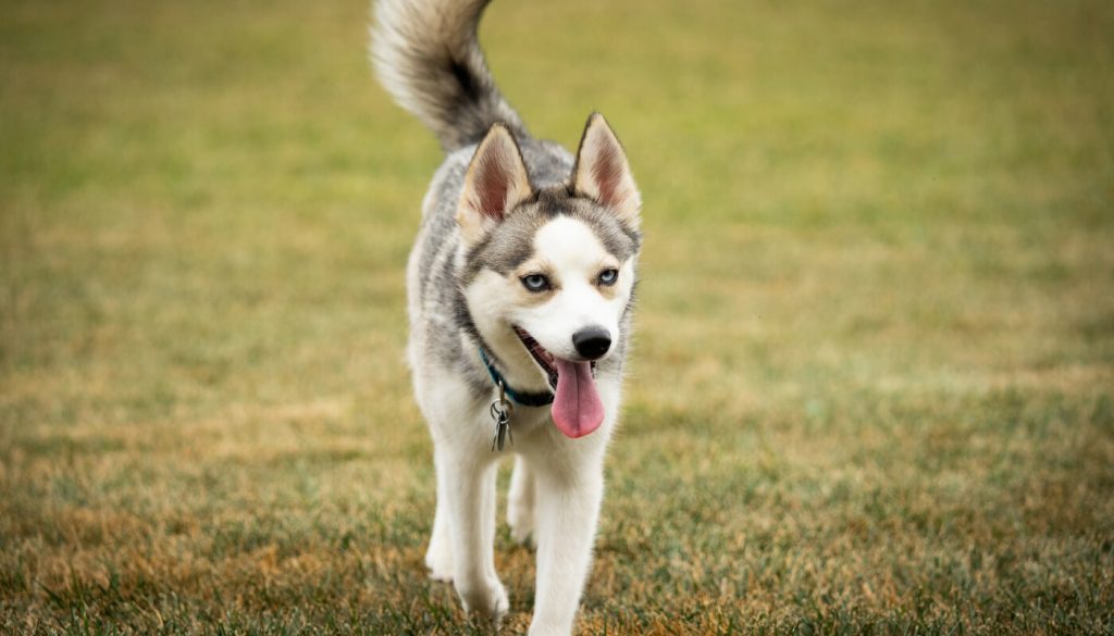 élevage chien grenoble pomsky
