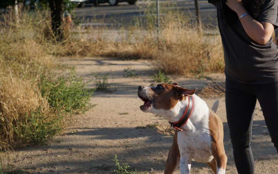Rééducation canine : 6 cas fréquents où seul un professionnel peut faire la différence