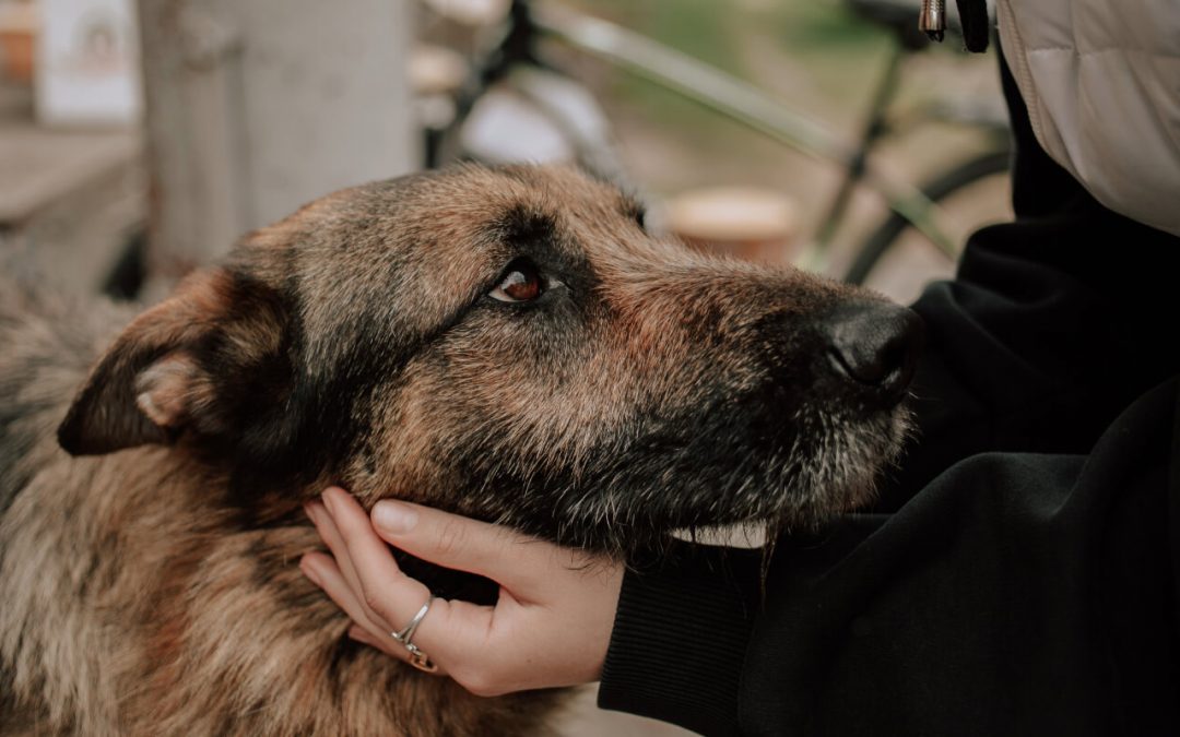 SPA Chien Grenoble : 5 choses à savoir avant d’adopter 🐶🏔️