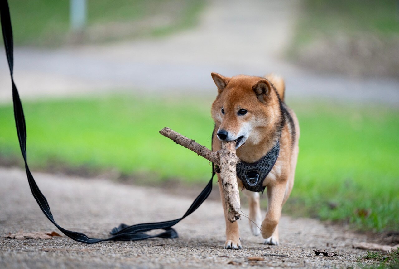 éducation du shiba inu