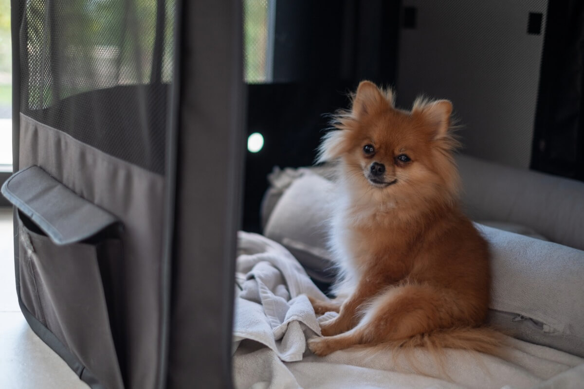 Chien peureux