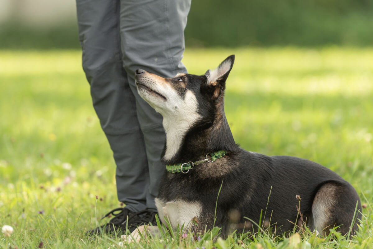 éducateur canin le rheu