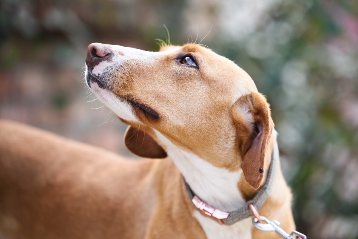 rééduquer chien peureux