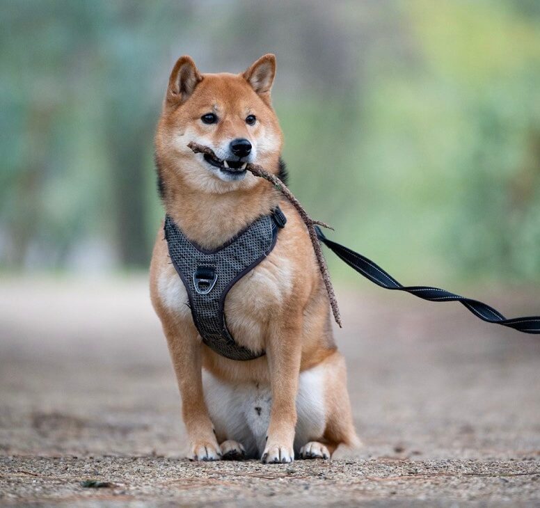 Shiba inu caractère