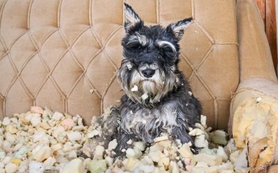 Prévenir les problèmes de comportement chez les chiens : 7 clés pour partir sur de bonnes bases