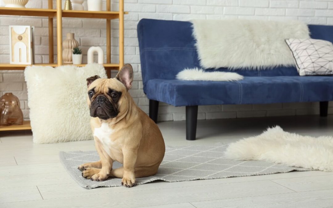 Vivre avec un chien en appartement à Nantes : nos 5 conseils