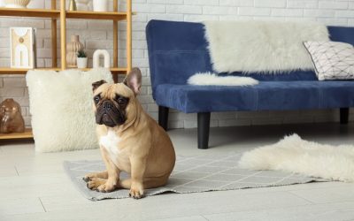 Vivre avec un chien en appartement à Nantes : nos 5 conseils
