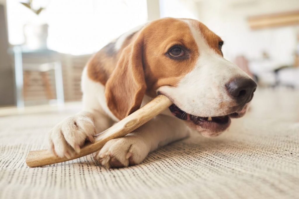 Mastication longue chien