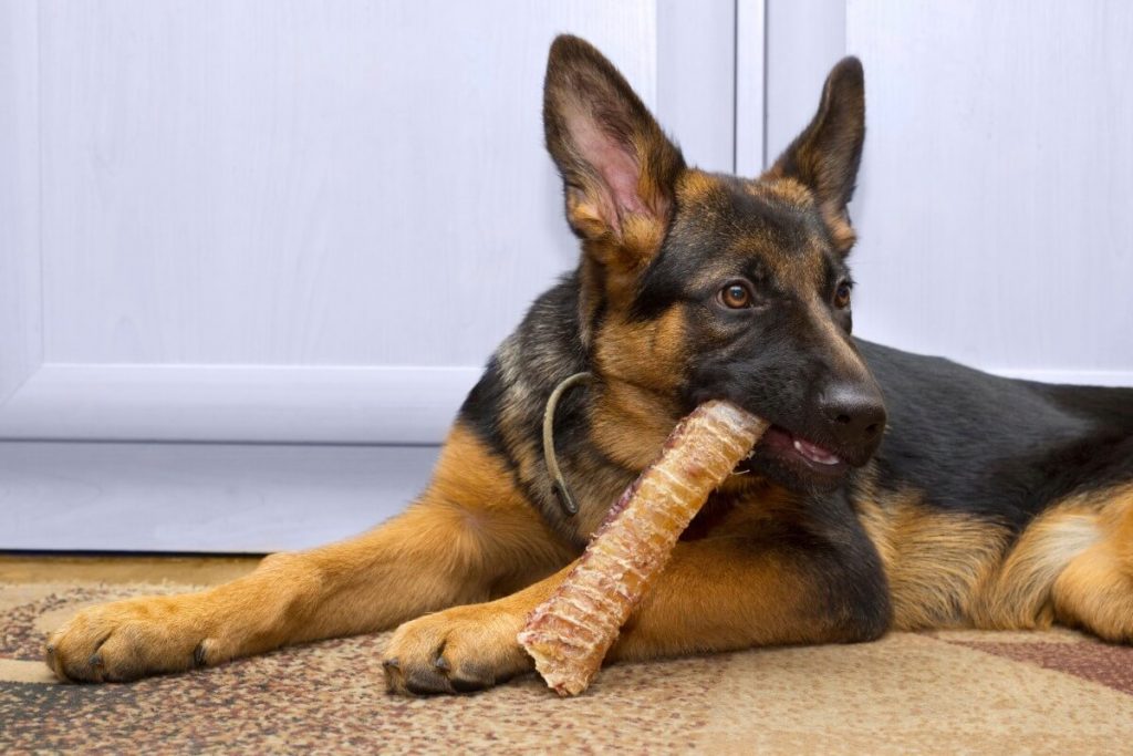 Mastication Naturelle Chien