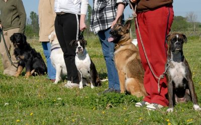 Club canin Rennes ou éducateur : 5 différences clés pour faire le bon choix