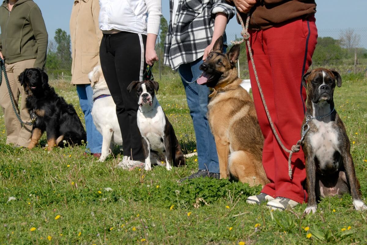 Club Canin Rennes
