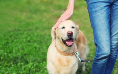 Éducation à domicile vs club canin : 7 différences concrètes pour ton chien