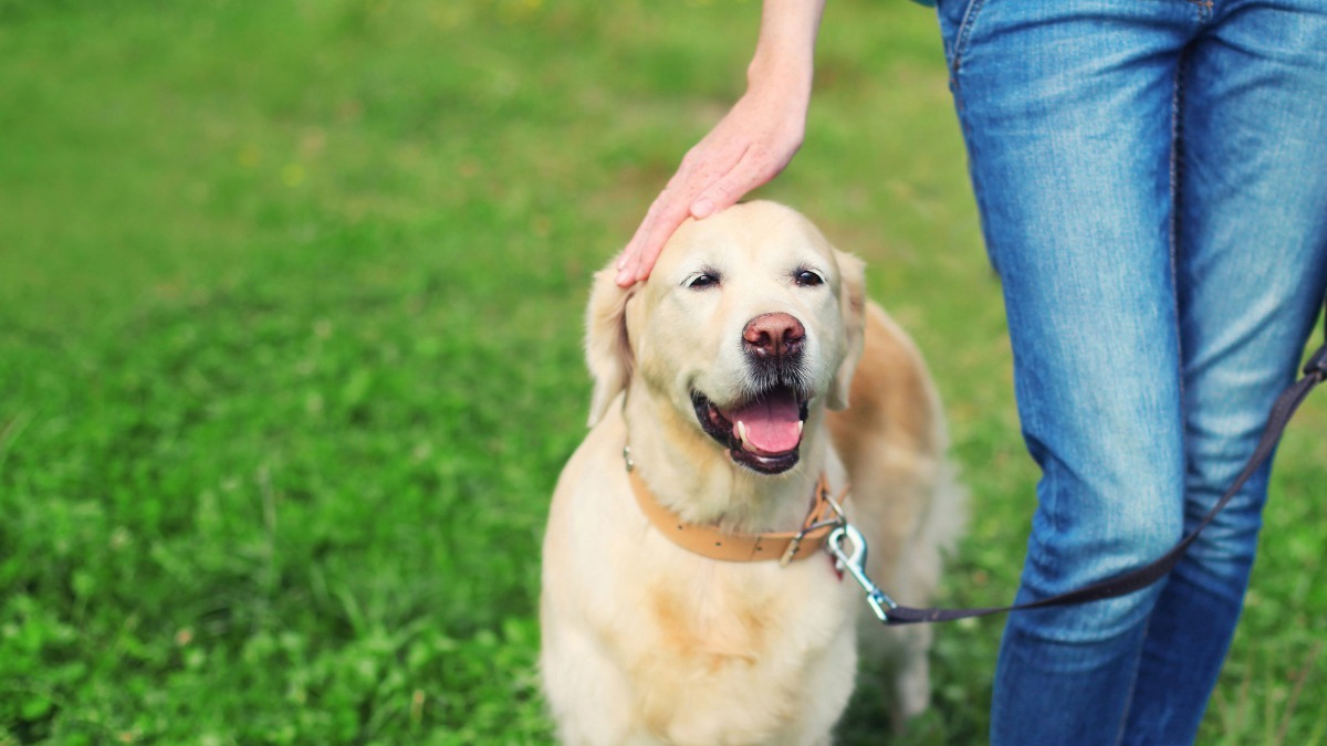 Éducation à domicile vs club canin